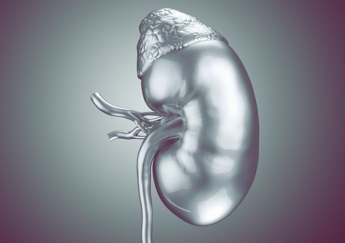 Gettyimages 687429216 Kidney