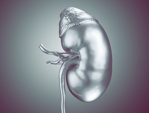 Gettyimages 687429216 Kidney