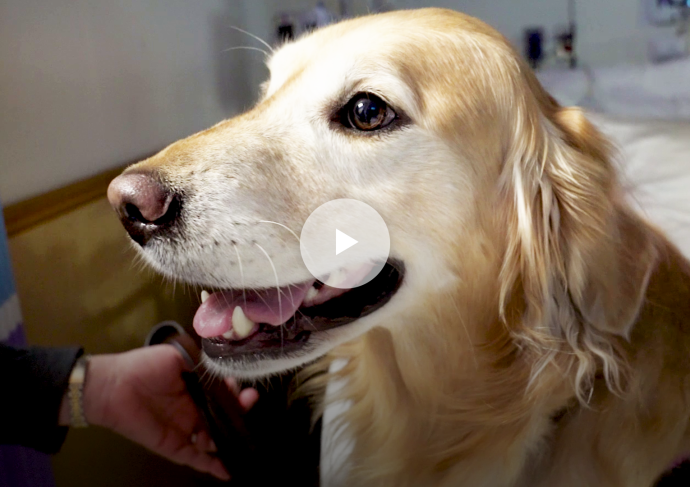 2018 12 13 Volunteer Profiles Dogs Play