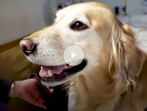 2018 12 13 Volunteer Profiles Dogs Play