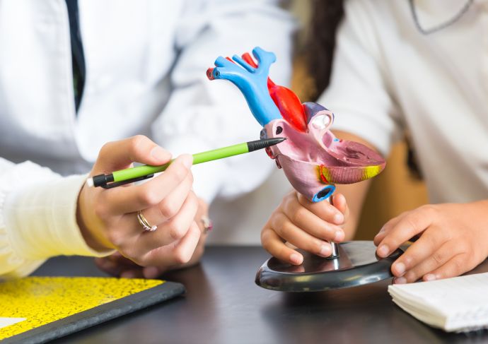Doctor pointing to a 3D heart model