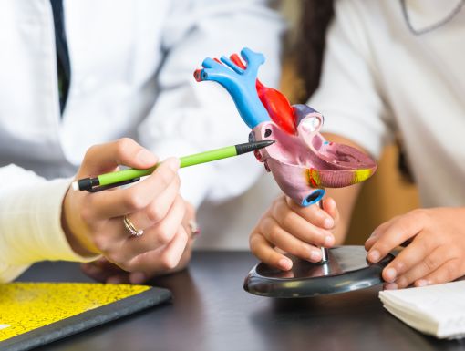 Doctor pointing to a 3D heart model