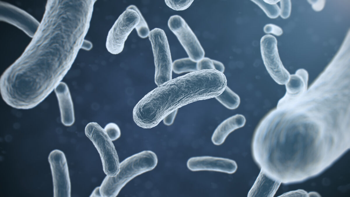candida auris fungal infection
