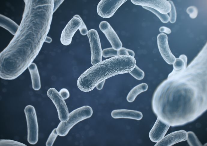 candida auris fungal infection