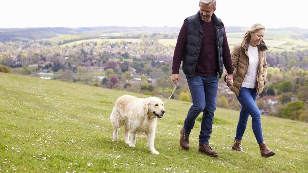 Mature Couple Taking Golden Retriever For Walk