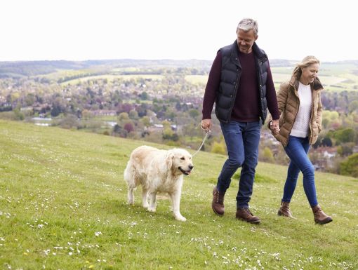 Mature Couple Taking Golden Retriever For Walk