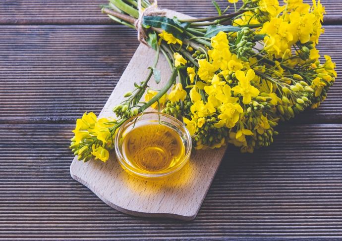 Canola oil flower and oil