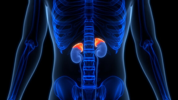 Adrenal gland highlighted in body