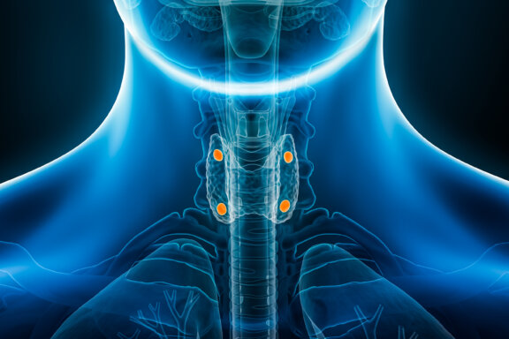 Parathyroid glands highlighted in the body